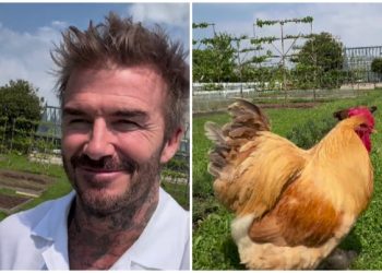 David Beckham se pohvalio novim hobijem i nasmijao fanove: ‘Čak i tvoje kokoši dobro izgledaju’