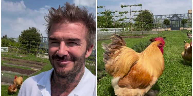 David Beckham se pohvalio novim hobijem i nasmijao fanove: ‘Čak i tvoje kokoši dobro izgledaju’