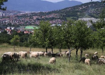 Crveni križ KS organizira akciju prikupljanja kurbanskog mesa za Centralnu kuhinju