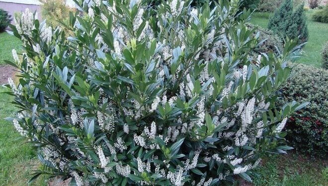 Maslinovo ulje u kombinaciji s jednim dobro poznatim začinom pretvara se u lijek