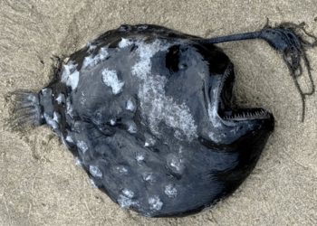 More izbacilo zastrašujuće stvorenje: Naučnici nemaju objašnjenje kako je tu dospjelo