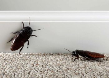 Najezda žohara u užoj gradskoj jezgri: Počinje dezinsekcija od Vijećnice do Koševskog potoka