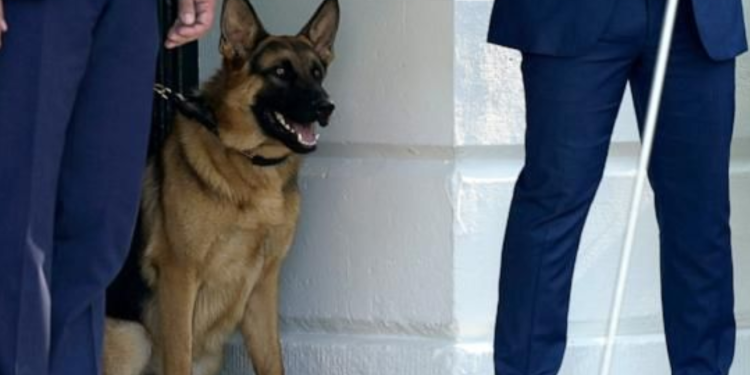 Novi incident: Bidenov pas ugrizao agenta tajne službe