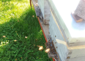 Hoće li doći do poskupljenja: Pčelari zabrinuti, prinos meda bit će izuzetno slab