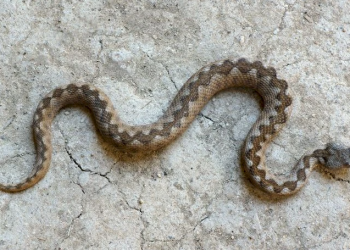 Ljetna opasnost: Simptomi, prva pomoć i šta nikako ne smijete učiniti u slučaju ugriza zmije?