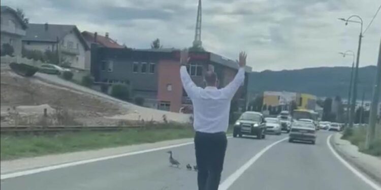 Muškarac u Sarajevu zaustavio saobraćaj kako bi patka sa pačićima prešla ulicu. Svi su oduševljeni potezom