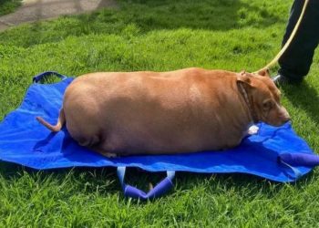 Novi Zeland: Žena osuđena na zatvorsku kaznu zbog prekomjernog hranjenja psa. Nuggi je umro