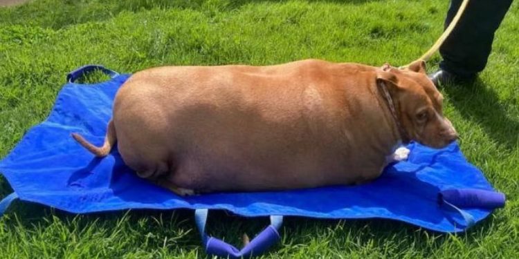 Novi Zeland: Žena osuđena na zatvorsku kaznu zbog prekomjernog hranjenja psa. Nuggi je umro