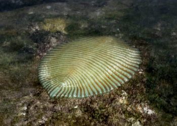 Ovo je vjerovatno najstariji životinjski organizam na Zemlji. Naučnici tvrde da je star 530 miliona godina