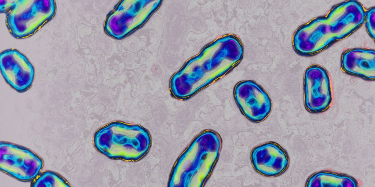 U Koloradu registrovan slučaj kuge kod čovjeka