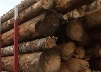 U Federaciji BiH povećana proizvodnja šumskih sortimenata, rast i prodaje