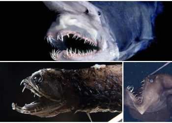 Istraživači će dugo imati noćne more nakon što su otkrili monstrume duboko ispod površine kakve ljudsko oko još nije vidjelo