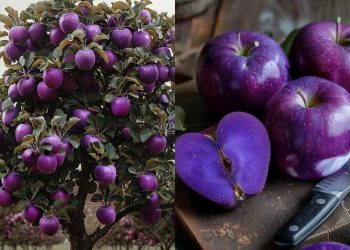 Ljubičaste jabuke su apsolutni hit: Ljudi uvjereni da imaju poseban okus 