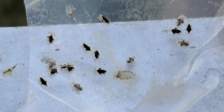Najezda stjenica u Splitu, razmnožile se na stablu, ljudi u panici: Oblijepili smo prozore, samo da ne uđu u kuću