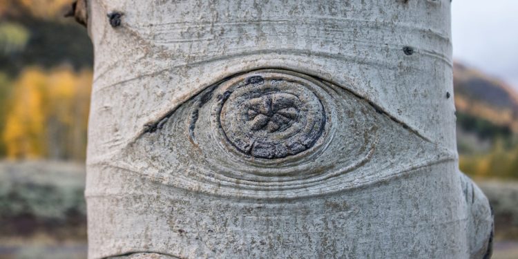 Snimljeni proganjajući zvukovi najvećeg živog bića na svijetu: Ovo nam je bila možda posljednja prilika prije nego umre