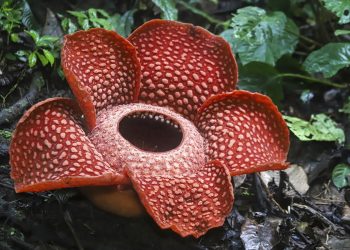 U Indoneziji procvjetao najveći cvijet na svijetu. Pogledajte nevjerovatan prizor