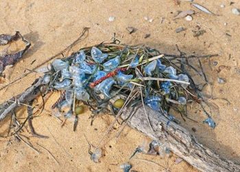 Žena na plaži u Australiji pronašla misteriozno stvorenje: Objavila video, ljudi su šokirani