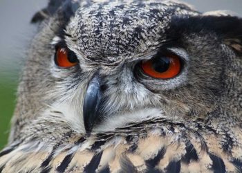 Životinje koje donose nesreću i slute na zlo