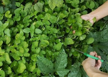 Čudo od biljke: Najbolja je za cirkulaciju, bolje pamćenje…