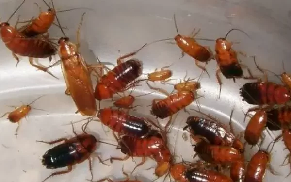 Kina uzgaja milijarde žohara godišnje. Ako pobjegnu, imamo ogroman problem