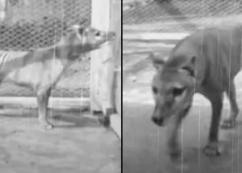 Nakon ‘jezivog’ pronalaska naučnici bi u život mogli vratiti izumrlu vrstu grabežljivca. Srećom, nije T-Rex