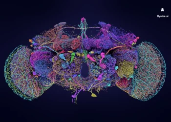 Napravili ‘Google Maps’ ljudskog mozga i ovo zaista izgleda fascinantno