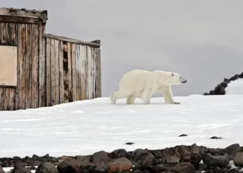 New York Times: Zapadne sankcije Rusiji ubrzavaju proces klimatskih promjena