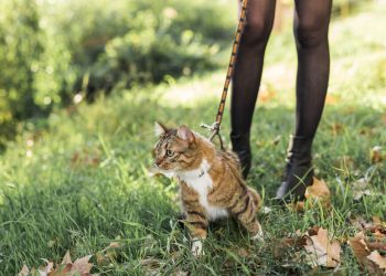 Stručnjak objašnjava smije li se mačka na uzici voditi u šetnju: ‘Može krenuti po zlu’