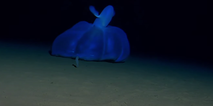 U mračnim i neistraženim dubinama pronađeno biće koje ne liči ni na šta poznato nauci. Snimili su ga