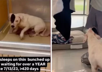 Šapica je pronašla dom: Pas legao u topli krevet nakon više od godinu dana spavanja na podu. Pogledajte reakciju