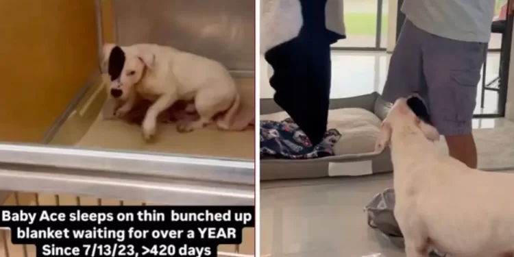 Šapica je pronašla dom: Pas legao u topli krevet nakon više od godinu dana spavanja na podu. Pogledajte reakciju