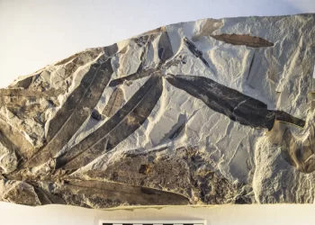 Naučnici su otkrili fosil star 47 miliona godina. Problem je što izgleda da nije sa naše planete