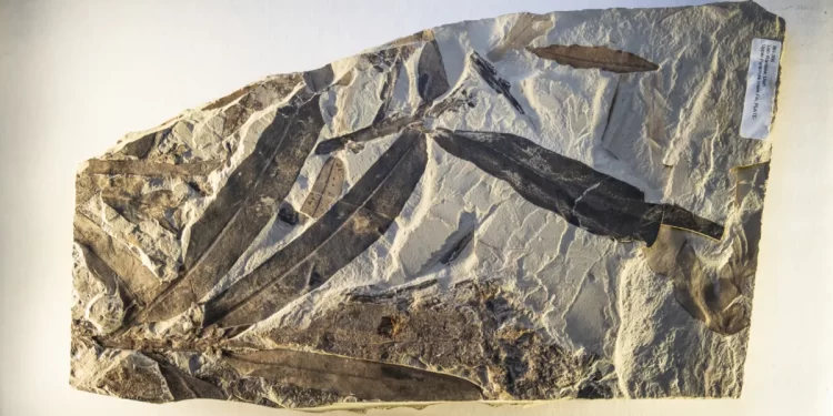 Naučnici su otkrili fosil star 47 miliona godina. Problem je što izgleda da nije sa naše planete