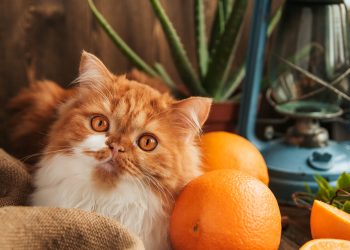 Otkrivena tajna narandžastih mački: Naučnici napokon spoznali zašto im je dlaka te boje
