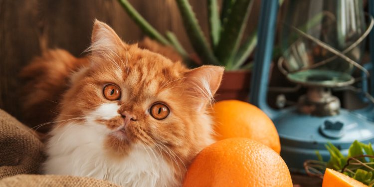 Otkrivena tajna narandžastih mački: Naučnici napokon spoznali zašto im je dlaka te boje