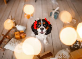 Veterinari uoči praznika upozoravaju vlasnike pasa: Na ovo morate paziti