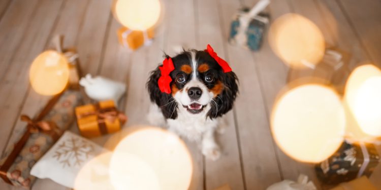 Veterinari uoči praznika upozoravaju vlasnike pasa: Na ovo morate paziti