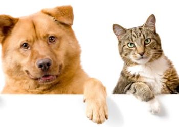 ‘Slažu se kao pas i mačka’: Kako da se zavole, a da ne zaboli