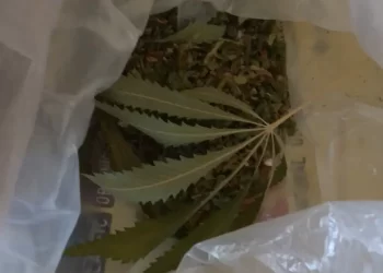 Bugarska zaplijenila 356 kg marihuane iz SAD-a. Krijumčari pokušali prevariti carinu