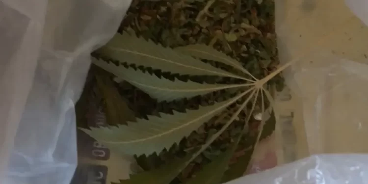 Bugarska zaplijenila 356 kg marihuane iz SAD-a. Krijumčari pokušali prevariti carinu