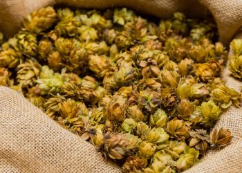 Kilogram ove biljke doseže i 1.000 eura: Njegovi izdanci ubrajaju se među najcjenjenije i najskuplje delikatese u svijetu