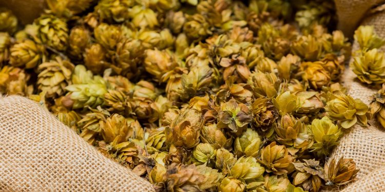 Kilogram ove biljke doseže i 1.000 eura: Njegovi izdanci ubrajaju se među najcjenjenije i najskuplje delikatese u svijetu