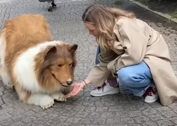 Lik potrošio više od 20.000 KM da izgleda kao pas. Ovo je on na fotki