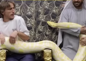 Modrić u krilu držao velikog pitona. Pogledajte urnebesnu reakciju kada je zmija krenula prema njemu