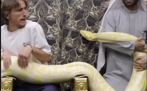 Modrić u krilu držao velikog pitona. Pogledajte urnebesnu reakciju kada je zmija krenula prema njemu