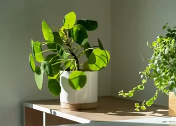 Na ovom mjestu nikada nemojte držati svoje sobne biljke ako želite da prežive zimu