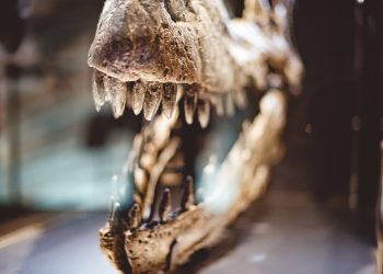 Otkriveno gdje bi se mogli skrivati fosili prvih svjetskih dinosaurusa? ‘To nikad nećemo moći istražiti…’