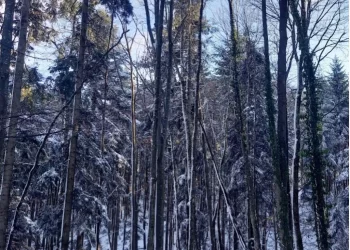 Skoro 5.000 ljudi na cjedilu: Radnici Šuma RS ostali bez zdravstvenog osiguranja. Spremaju obustavu rada