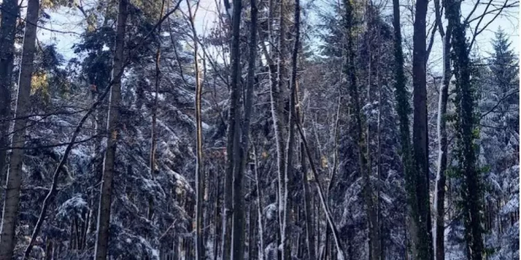 Skoro 5.000 ljudi na cjedilu: Radnici Šuma RS ostali bez zdravstvenog osiguranja. Spremaju obustavu rada