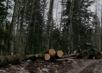 Šume RS na izdisaju: Gubici oko 13 miliona KM, Sindikat zaprijetio štrajkom